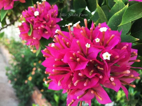  Hoa giấy Mỹ hồng L1 