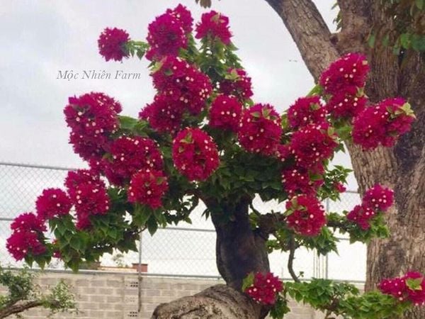  Hoa giấy Mỹ hồng L1 