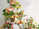  Hoa giấy Sufia E1 