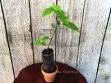  Hoa giấy vàng kép D2 