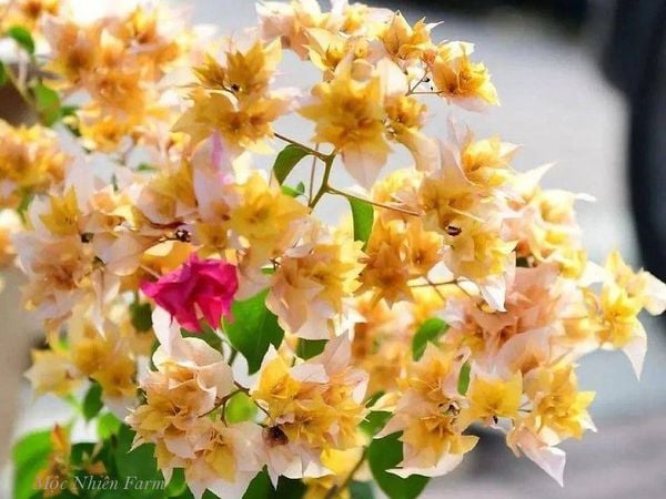  Hoa giấy vàng kép D2 