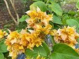  Hoa giấy vàng kép D2 
