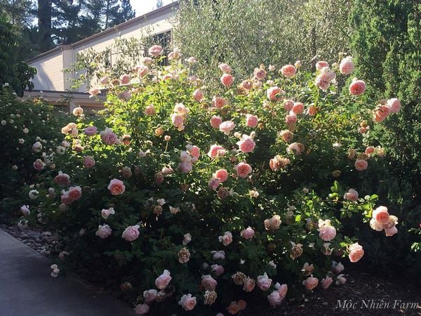  Hoa hồng Abraham Darby 579 