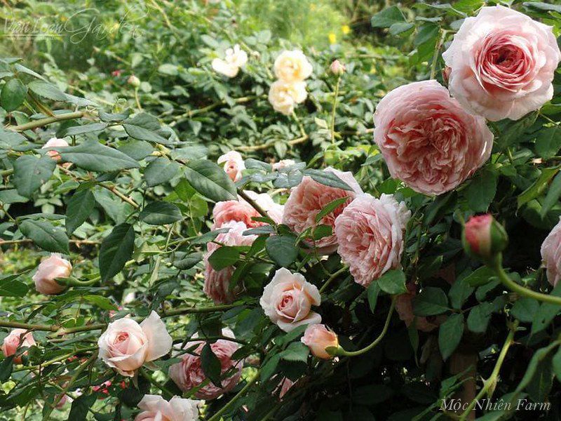  Hoa hồng Abraham Darby 579 