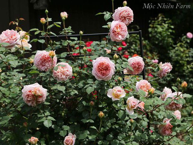  Hoa hồng Abraham Darby 579 