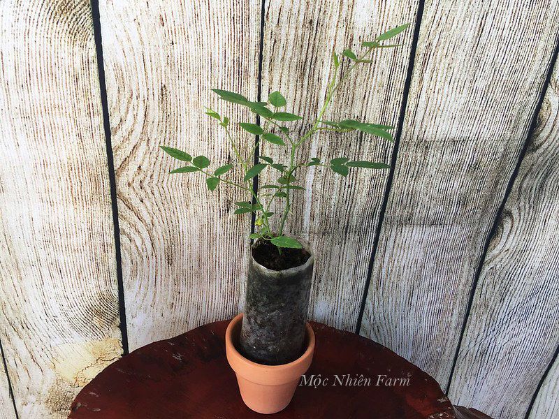  Hoa hồng Abraham Darby 579 