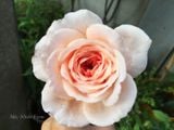  Hoa hồng Abraham Darby A1 