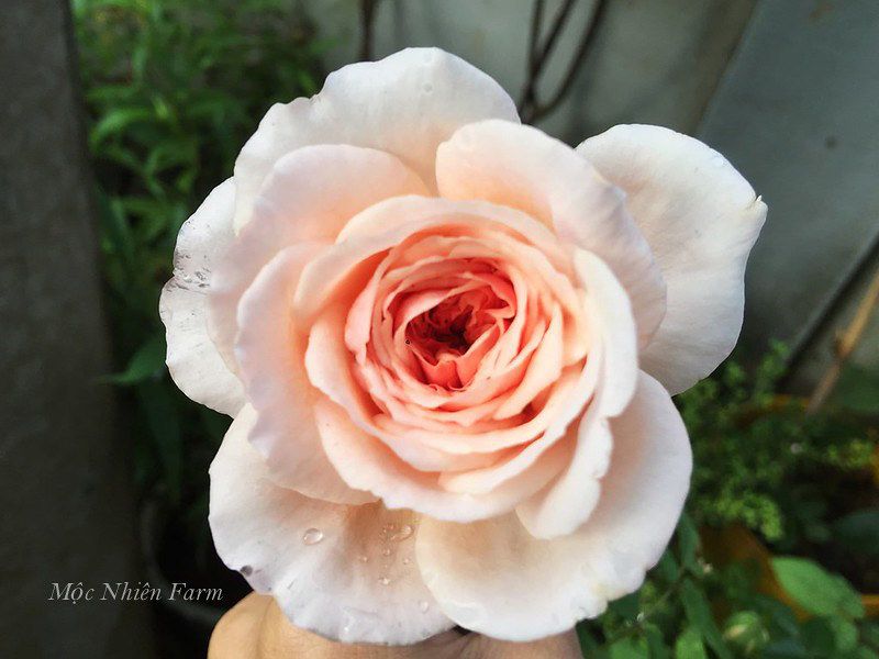  Hoa hồng Abraham Darby 579 