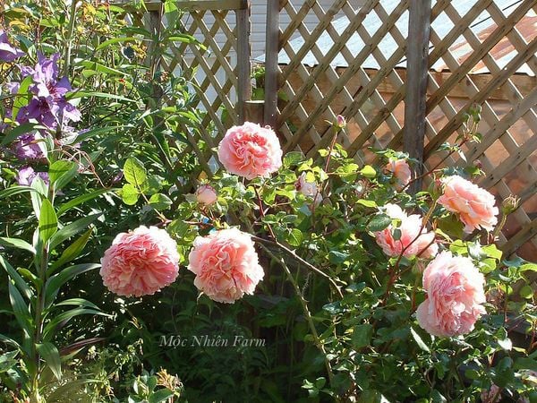  Hoa hồng Abraham Darby A1 