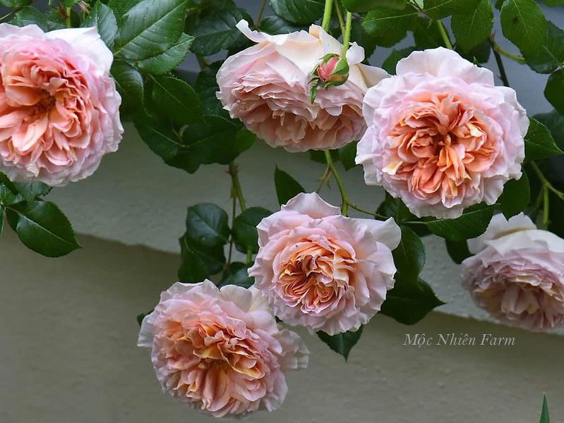  Hoa hồng Abraham Darby 579 