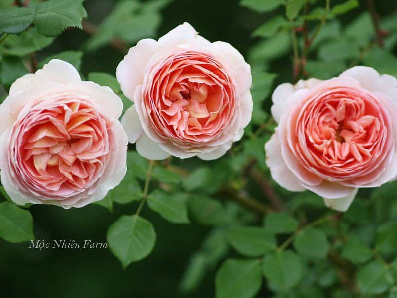  Hoa hồng Abraham Darby 579 