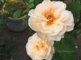  Hoa hồng Alexandrine F3 