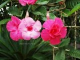  Hoa hồng anh hồng kép D1 