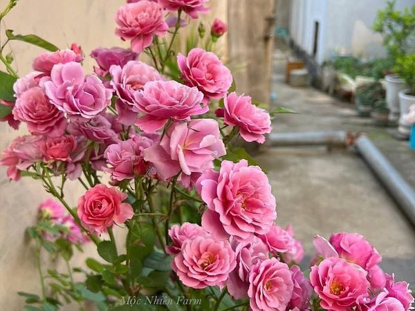  Hoa hồng Aoi C1 
