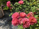  Hoa hồng Aoi C1 