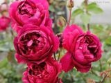  Hoa hồng Autumn Rouge D1 
