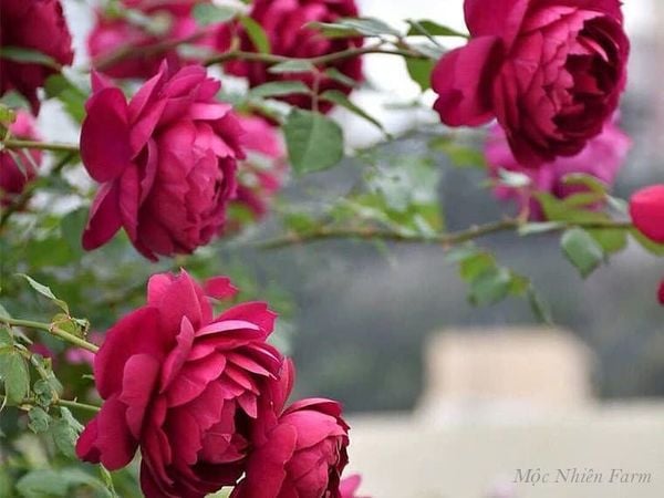  Hoa hồng Autumn Rouge D1 