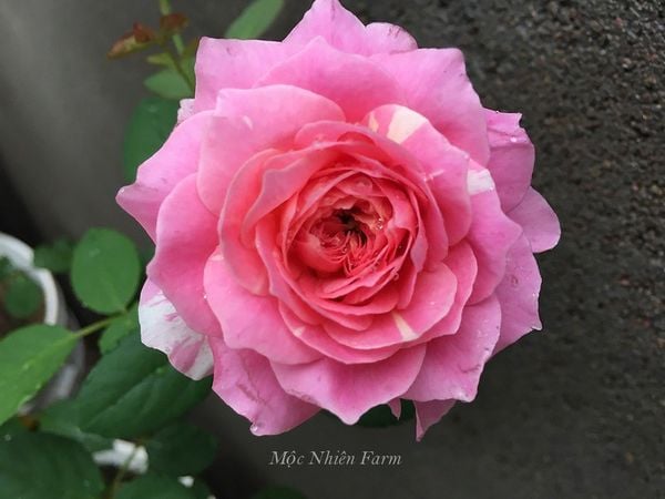 Hoa hồng Claude Monet G2 