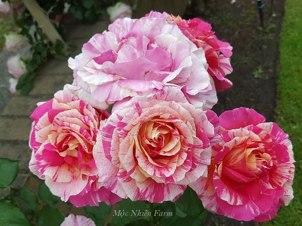  Hoa hồng Claude Monet G2 