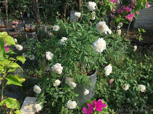  Hoa hồng cổ bạch xếp H2 