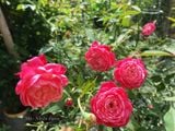  Hoa hồng cổ Huế M2 