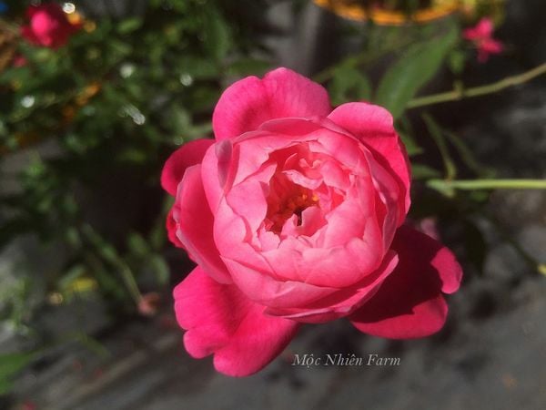  Hoa hồng cổ Huế M2 