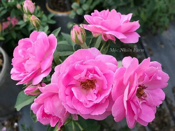  Hoa hồng cổ son môi G3 