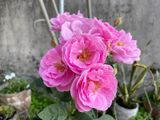  Hoa hồng cổ son môi G3 