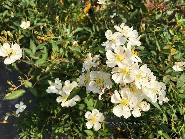  Hoa hồng Darlow's Enigma L1 