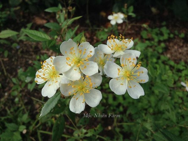  Hoa hồng Darlow's Enigma L1 