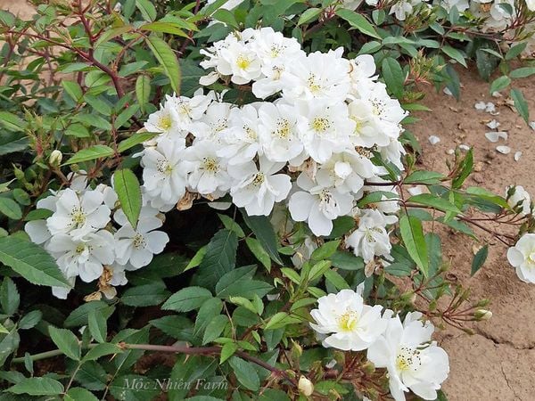  Hoa hồng Darlow's Enigma L1 