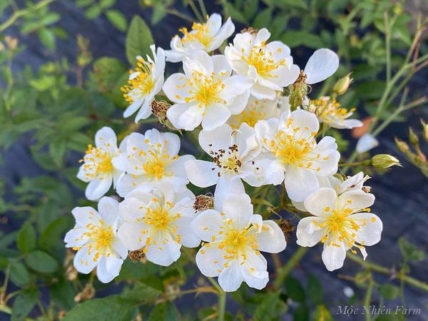  Hoa hồng Darlow's Enigma L1 