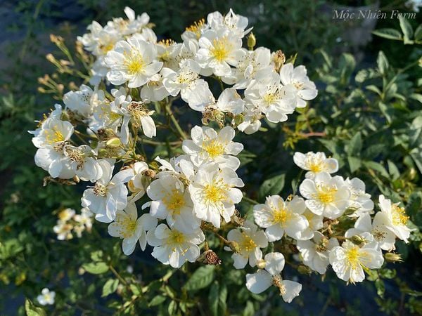  Hoa hồng Darlow's Enigma L1 