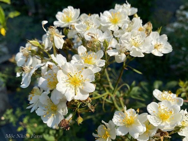  Hoa hồng Darlow's Enigma L1 