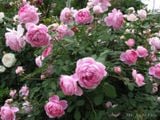  Hoa hồng Huntington M1 