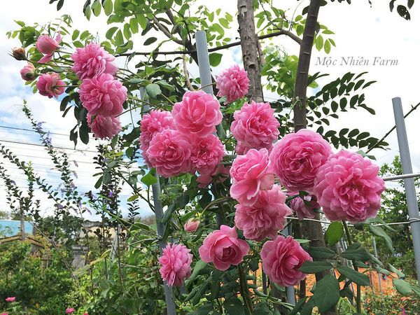  Hoa hồng Huntington M1 