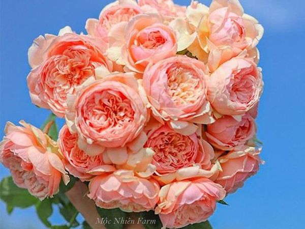  Hoa hồng Masora R2 