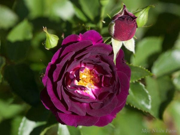  Hoa hồng Midnight Blue S2 