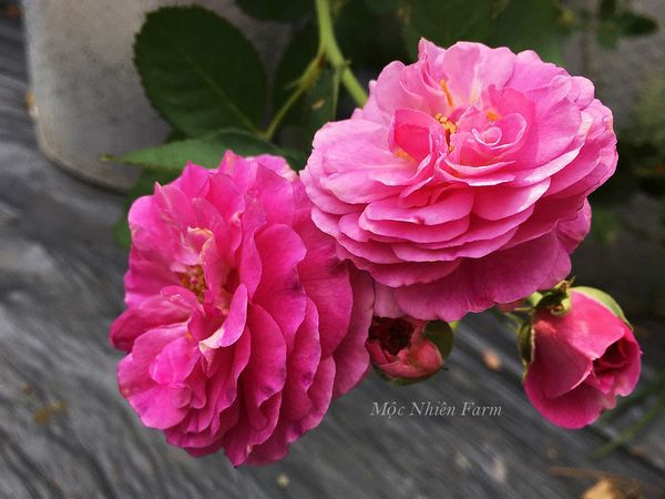  Hoa hồng Minerva T2 