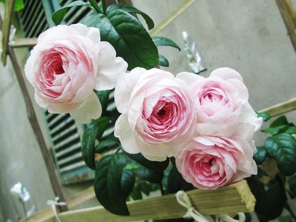  Hoa hồng Mon Coeur Q1 