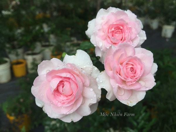  Hoa hồng Mon Coeur Q1 