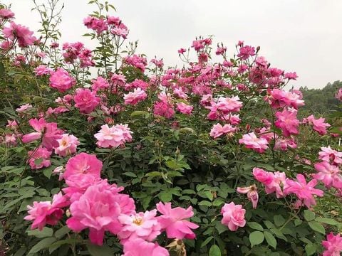 Hoa hồng