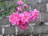  Hoa hồng quế hồng kép Y2 