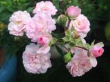  Hoa hồng Pink Prosperity R1 
