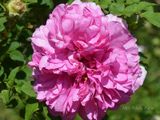  Hoa hồng R. roxburghii Plena E3 