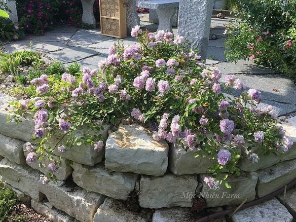  Hoa hồng Rainy Blue A3 