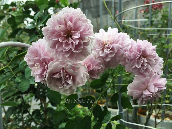  Hoa hồng Rainy Blue A3 