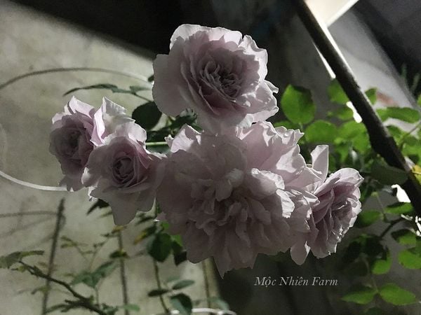  Hoa hồng Rainy Blue A3 