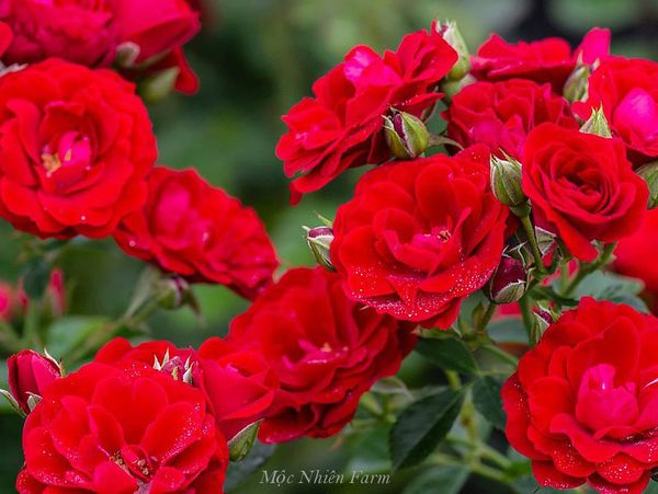  Hoa hồng Red Fairy S1 