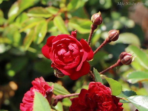  Hoa hồng Red Fairy S1 